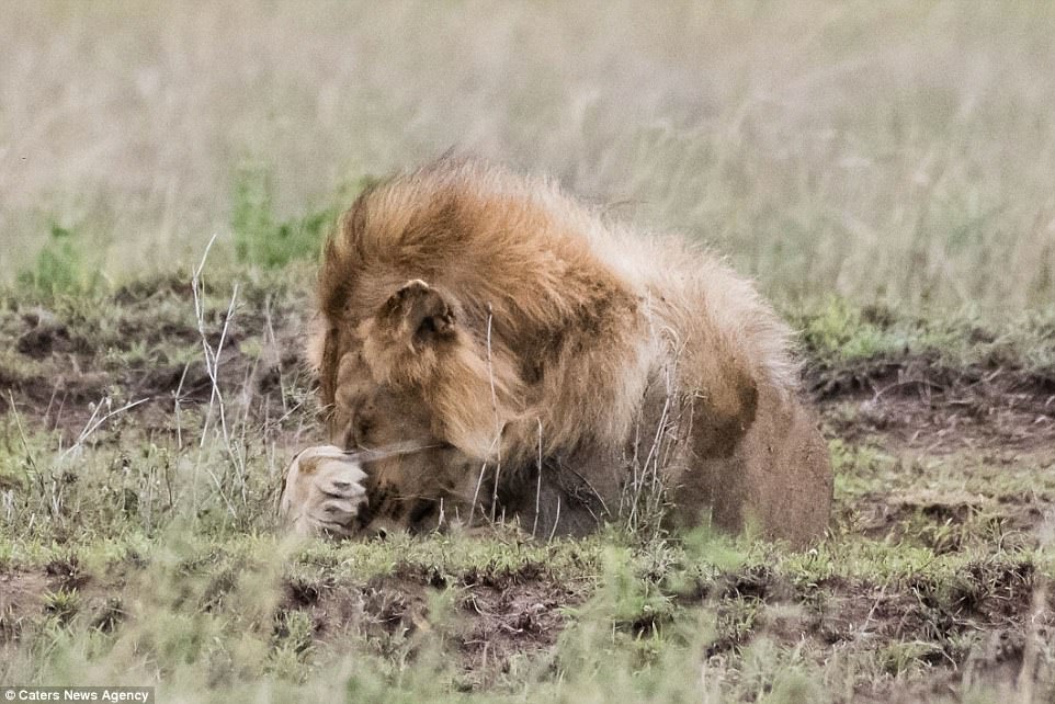 Λέαινα «τα χώνει» σε αρσενικό λιοντάρι κι εκείνο κρύβει το πρόσωπό του με την πατούσα του - Εικόνα 5