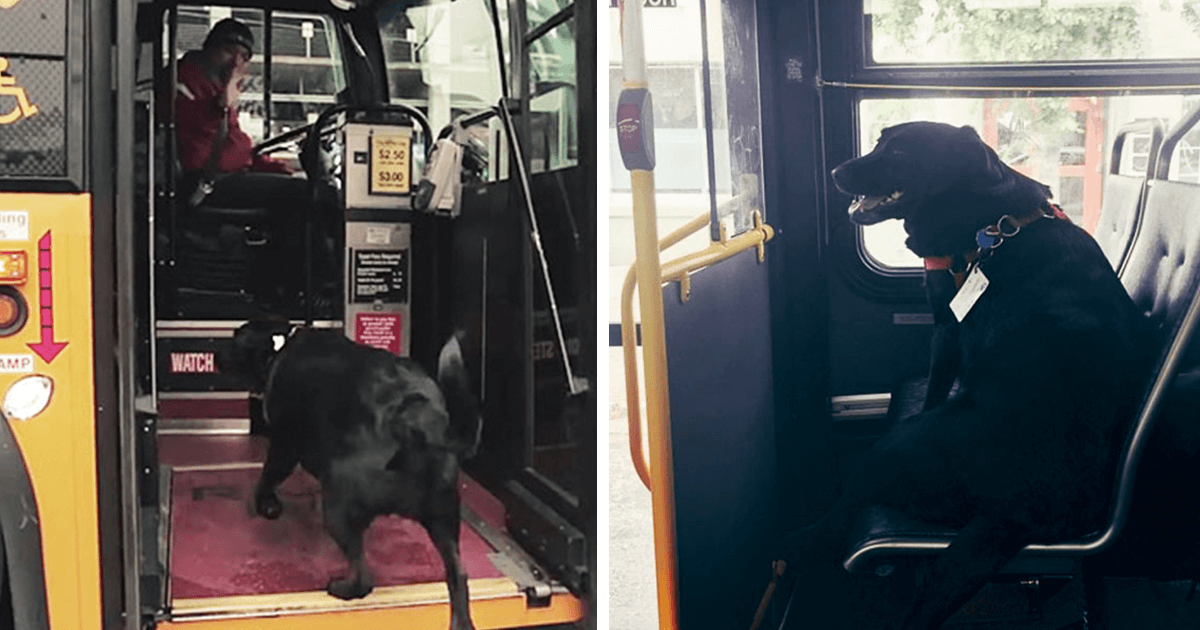 Σκύλος παίρνει μόνος του κάθε μέρα το λεωφορείο για να πάει βόλτα στο πάρκο