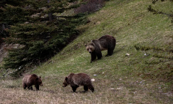 Καστοριά: Εντοπίστηκε αρκούδα με τα νεογέννητά της – Επιχείρηση ομάδας άμεσης επέμβασης