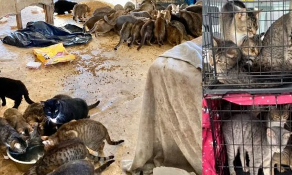 Φρίκη: Δυο πτώματα σε αποσύνθεση και 150 πεινασμένες γάτες βρέθηκαν σε σπίτι στη Νέα Υόρκη