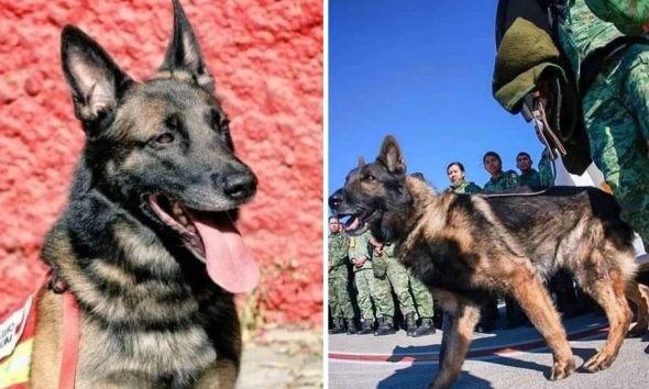 Σκύλος «διασώστης» άφησε την τελευταία του πνοή στο καθήκον στην Τουρκία και κηδεύτηκε ως ήρωας