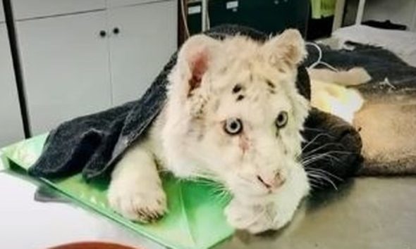Εγκατάλειψη λευκής τίγρης στα σκουπίδια: Στον εισαγγελέα η υπόθεση για παράνομη εμπορία άγριων ζώων