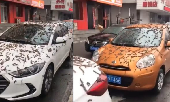 Κίνα: «Βροχή από σκουλήκια» στο Πεκίνο – Το βίντεο που έγινε viral