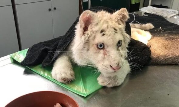 Εγκατέλειψαν λευκό ανάπηρο τιγράκι 4 μηνών στα σκουπίδια του Αττικού Ζωολογικού Πάρκου