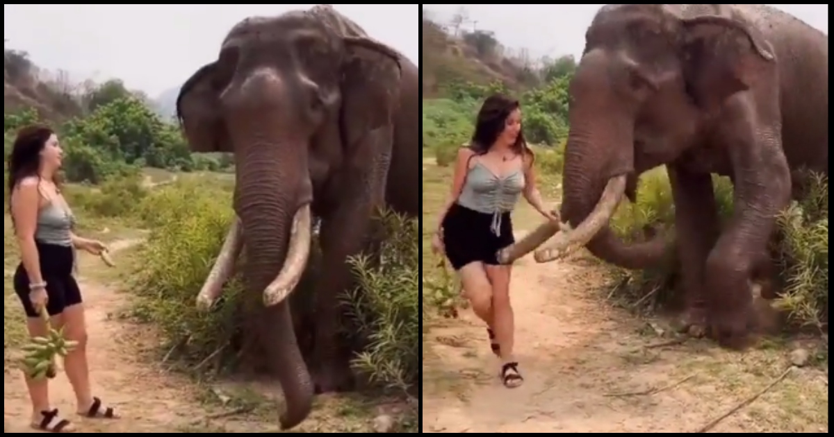 Ινδία: Ελέφαντας πέταξε στον αέρα τουρίστρια που τον κορόιδευε με μπανάνες