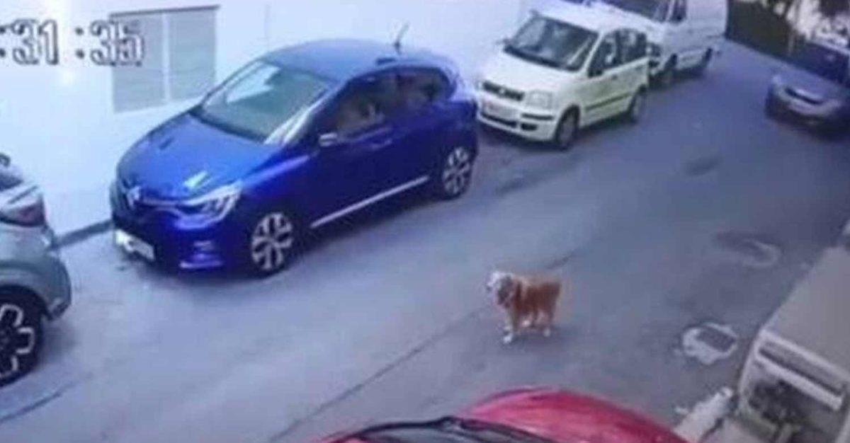 Πρόστιμο 40.000 ευρώ στην 63χρονη οδηγό που πάτησε εν ψυχρώ σκύλο στο Ηράκλειο