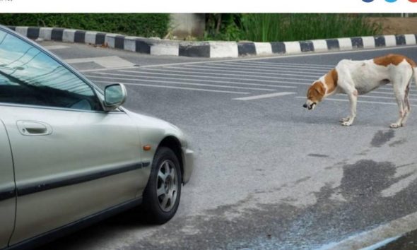 Κτηνωδία στην Κρήτη: Συνελήφθη η οδηγός που χτύπησε και πάτησε με το αυτοκίνητό της το ηλικιωμένο σκυλάκι