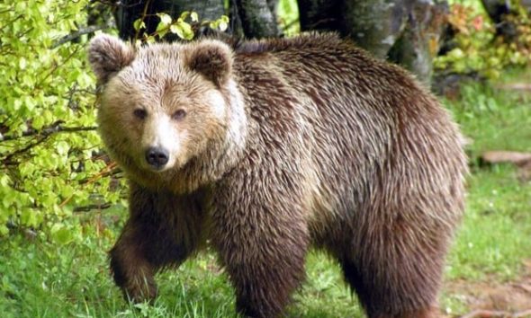 Χαλκιδική: Κάτοικοι κάνουν περιπολίες για να διώξουν αρκούδες που κατεβαίνουν στον Ταξιάρχη