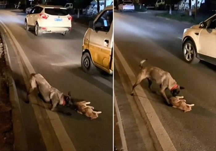 Σκύλος έσυρε νεκρή γάτα που χτυπήθηκε στο δρόμο και πάλεψε να την συνεφέρει