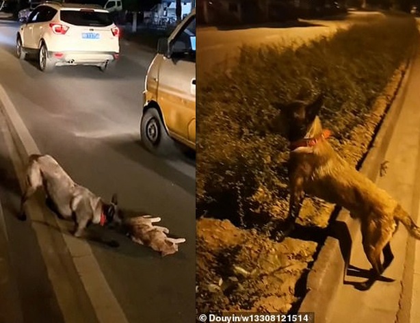 Virales Video zum Verkehr mit Hund und toter Katze