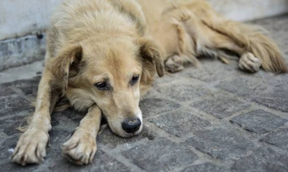 Θεσσαλονίκη: Άφησε τον σκύλο του να πεθάνει από ασιτία