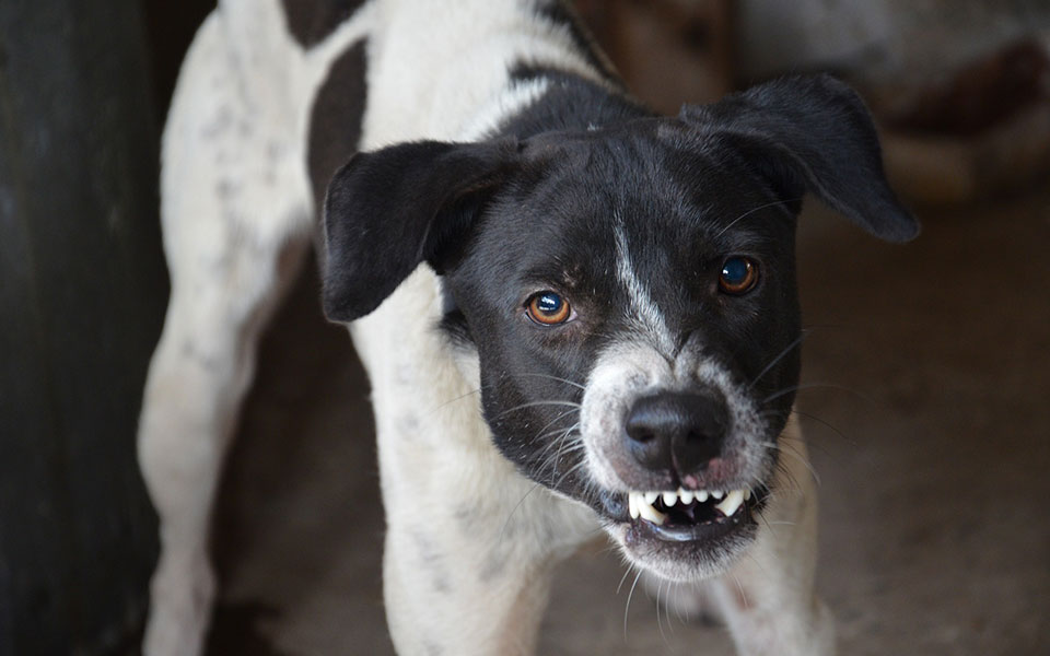 Βόλος: Άγρια επίθεση αγέλης σκύλων σε ηλικιωμένη | Η ΚΑΘΗΜΕΡΙΝΗ