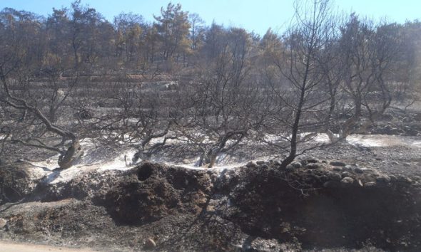 Χίος: Υπό πλήρη έλεγχο η φωτιά – Στάχτη 600 στρέμματα δάσους