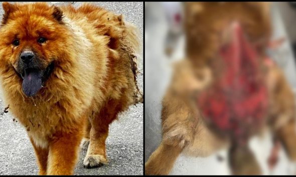 Κτηνωδία στα Χανιά: Άγνωστοι επιτέθηκαν σε σκύλο με καυστικό υγρό