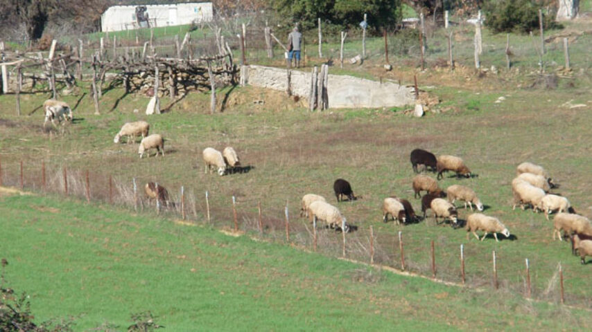 Φέτα και κτηνοτροφία σε κίνδυνο | MeatNews.gr