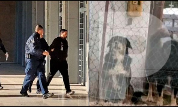 «Τρόμαξαν από το αλυσοπρίονο και επιτέθηκαν στην Ελισάβετ» ανέφερε ο ιδιοκτήτης των σκυλιών που κατασπάραξαν την 50χρονη στη Θεσσαλονίκη