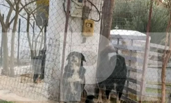 Θεσσαλονίκη: Αυτά είναι τα σκυλιά που κατασπάραξαν την 50χρονη – Σήμερα η κηδεία της
