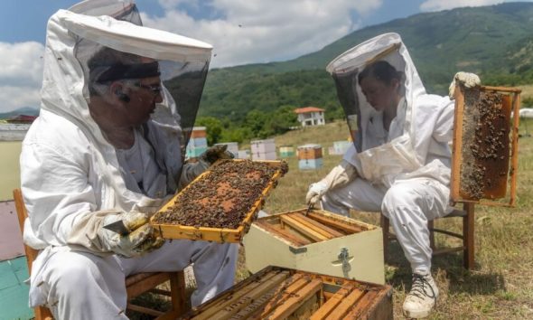 Σε ταραχή οι μελισσοκόμοι: Κατά 70% μειώθηκε η φετινή παραγωγή μελιού