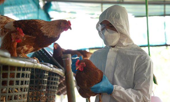 Συναγερμός με την εξάπλωση της γρίπης των πτηνών σε ΗΠΑ και Ευρώπη – Πόσο κινδυνεύουμε με νέα πανδημία