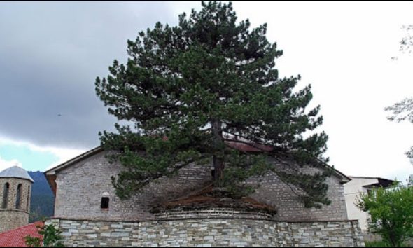100 χρονών δέντρο μεγαλώνει μέσα σε εκκλησία στα Γρεβενά