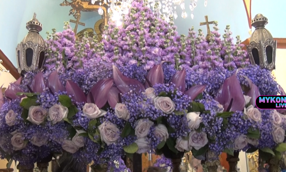 Δέος και ενθουσιασμό προκάλεσε ο βιολετί Επιτάφιος με τα σπάνια λουλούδια στη Μύκονο