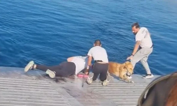 Πλήρωμα φέρι μποτ έσωσε σκύλο που έπεσε στη θάλασσα ανάμεσα σε Σαλαμίνα και Πέραμα