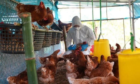 Γρίπη των πτηνών: «Ισχυρές ενδείξεις» ότι ο ιός πέρασε για πρώτη φορά από τα θηλαστικά στον άνθρωπο