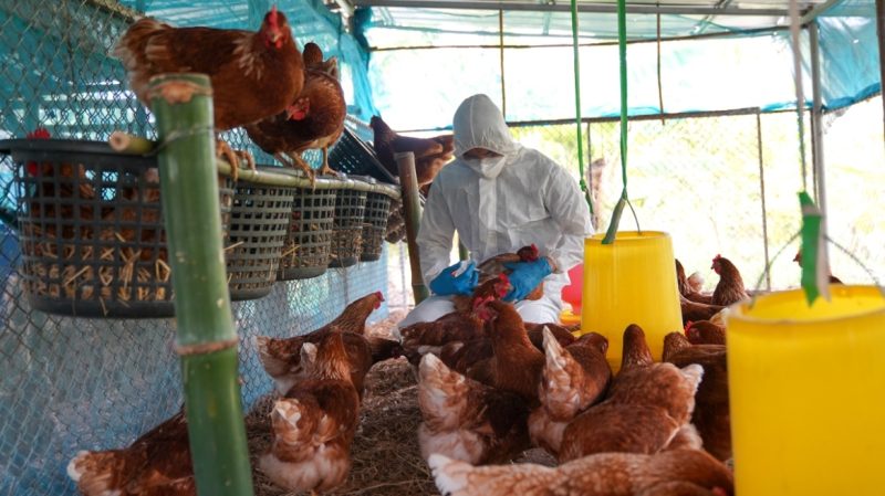 Γρίπη των πτηνών: «Ισχυρές ενδείξεις» ότι ο ιός πέρασε για πρώτη φορά από τα θηλαστικά στον άνθρωπο