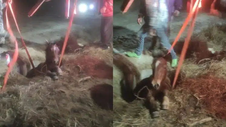 Αληθινοί ήρωες στις Σέρρες: Έσωσαν άλογο που είχε πέσει σε φρεάτιο με την θερμοκρασία στους μείον 8 βαθμούς