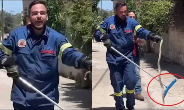 Πυροσβέστης στη Λέσβο πιάνει φίδι με παρασύστρα και ψάχνει ένα «τσβαλ» να το βάλει μέσα