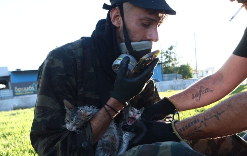 Πυροσβέστες έσωσαν γατάκια από τη φωτιά στο εργοστάσιο στο Μενίδι