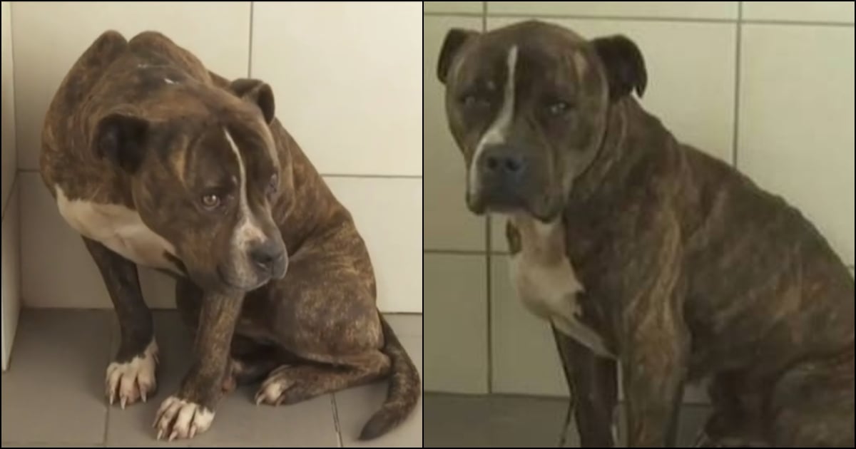 30 αιτήματα υιοθεσίας για το πίτμπουλ που σκότωσε τον 2χρονο στη Ζάκυνθο