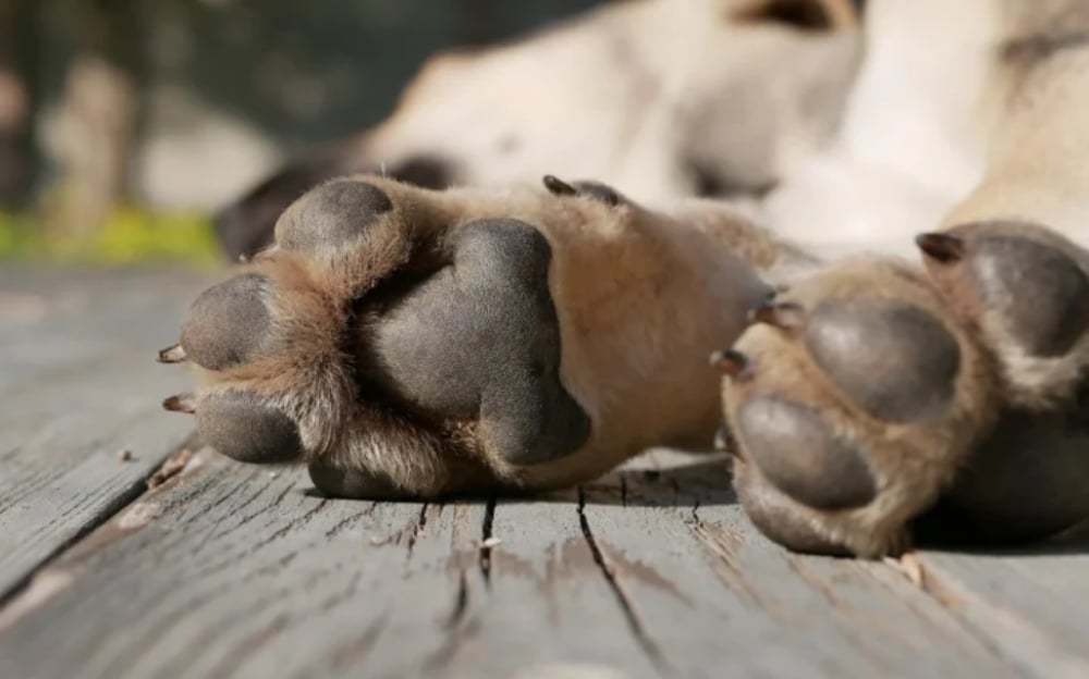 Κτηvωδία στη Νέα Μηχανιώνα: 90χρονος έθαψε ζωντανό σκύλο αφού του έκλεισε το στόμα με χαρτοταινία